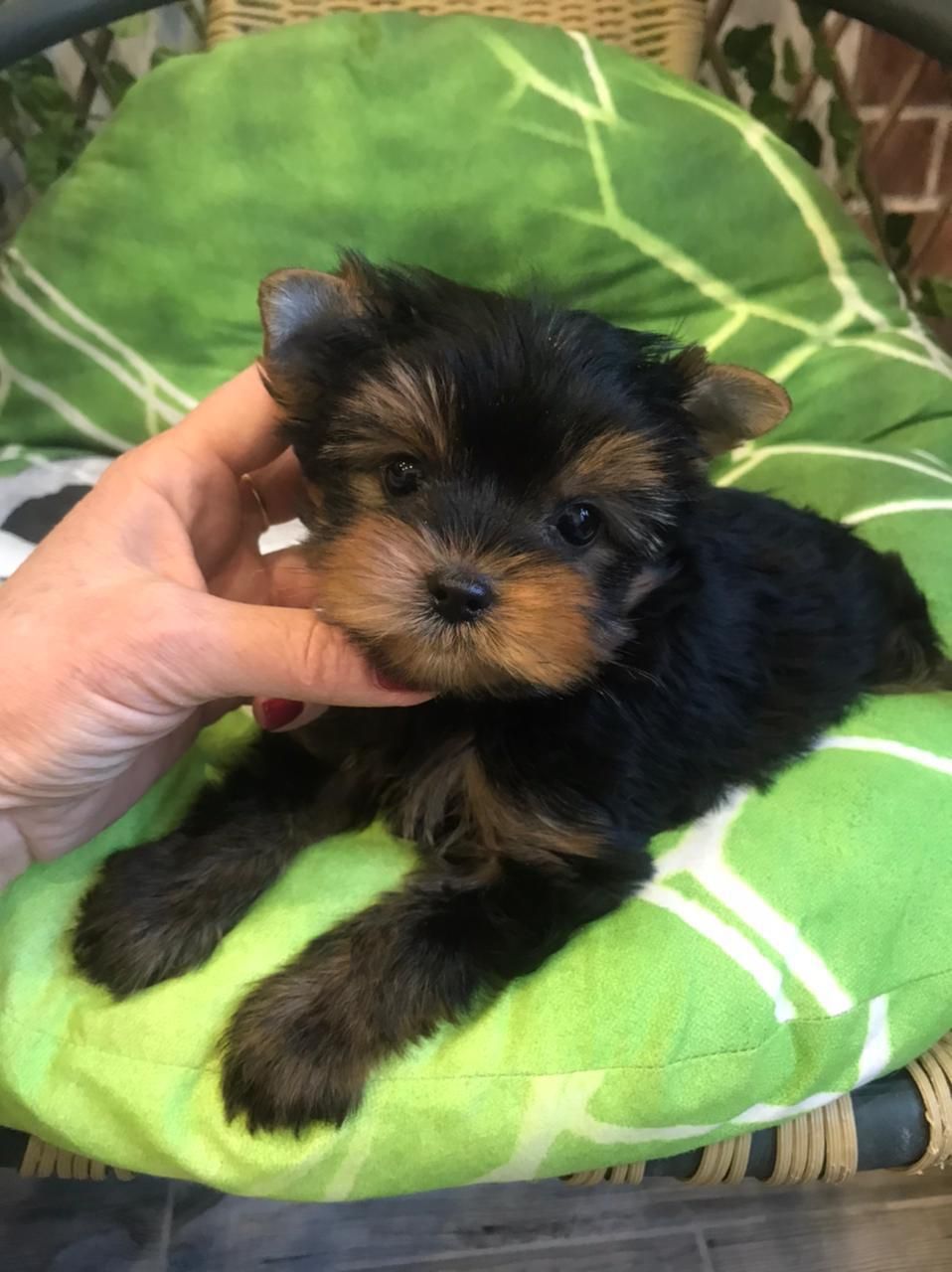 Yorkshire Terrier Sadie